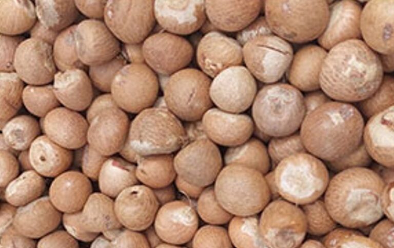 Areca nut