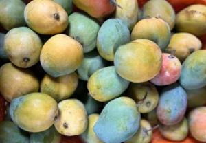 mango-1-750x521-1-300x208-1