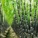Sugarcane-1-750x395-1-1