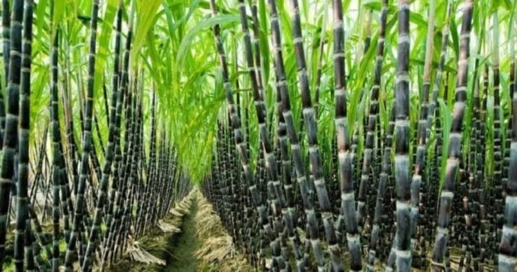 Sugarcane-1-750x395-1-1