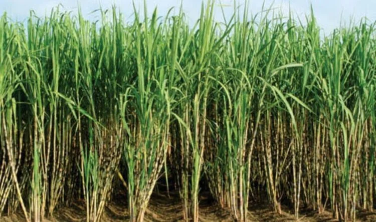 Sugarcane-750x443-1-1